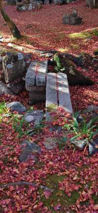 【最美紅葉季】京都檀林寺：寂靜的熱鬧的休養生息的…暖意