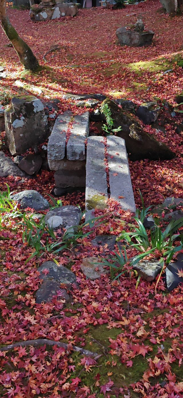 【最美紅葉季】京都檀林寺：寂靜的熱鬧的休養生息的…暖意