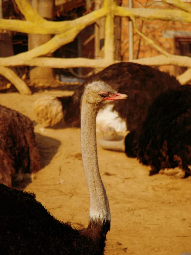 冬季反向目的地特色旅行好去處（附青島動物園攻略）