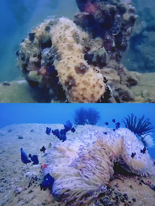 跟我上天下地：富國島潛水