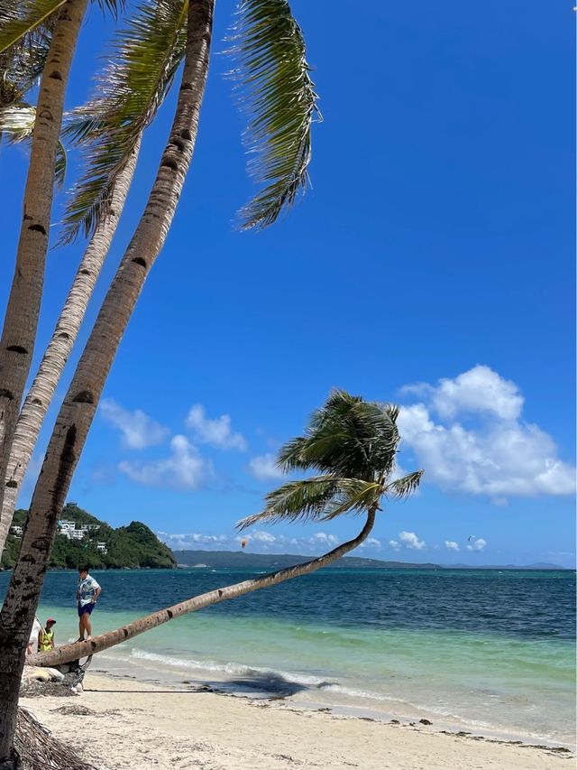 Leaning Coconut Tree