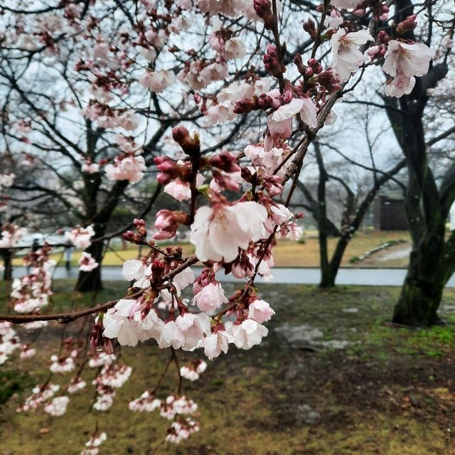 Early spring in Tokyo filled with blessings