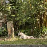 Animal Encounters and Endless Fun: My Zoo Negara Experience!