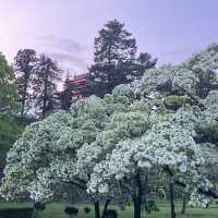 盛岡城：穿越時光日本城堡🌸🏯