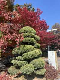 Autumn Foliage at Ewah University 