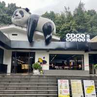 🔥來重慶動物園看熊貓寶寶了🐼🍼❤️