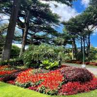 Tranquility in Bloom at Fitzroy Gardens 