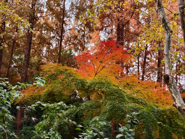 初冬的長風公園—五彩斑斕