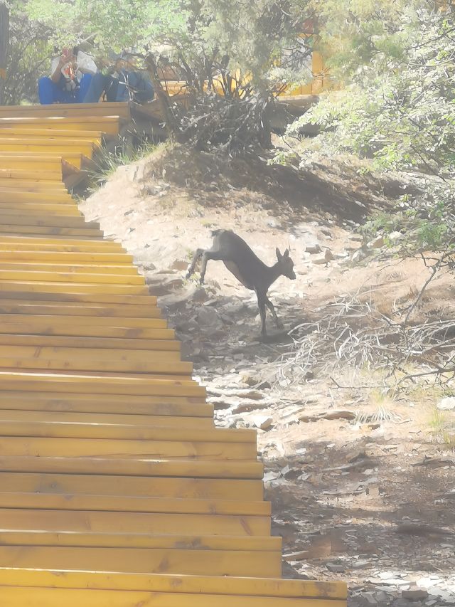 寧夏贺兰山蘇峪口國家森林公園