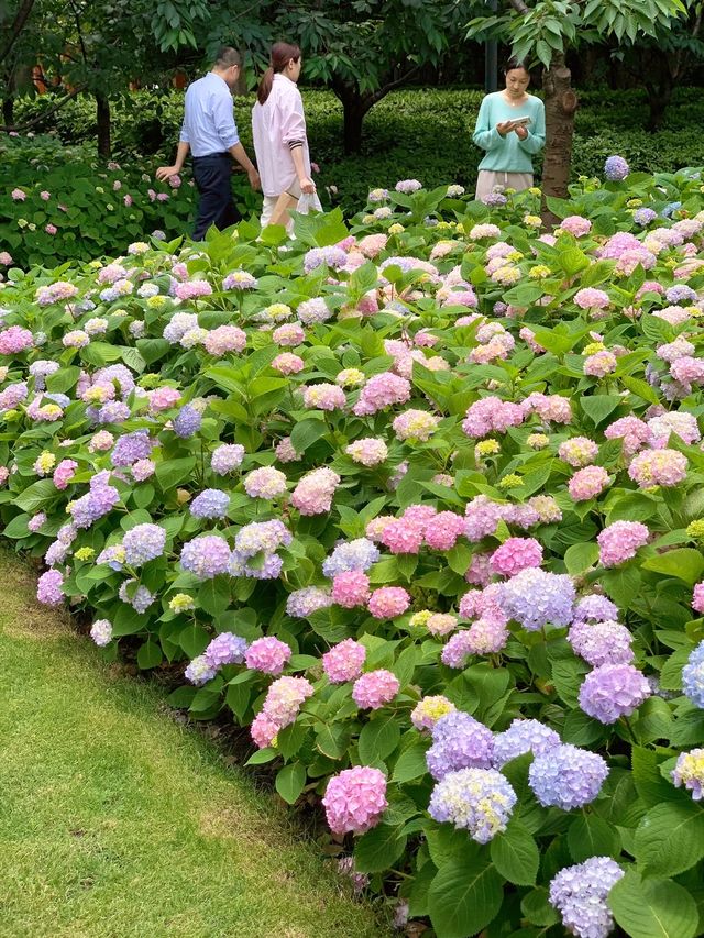 公園新鮮事，靜安雕塑公園繡球花開好了