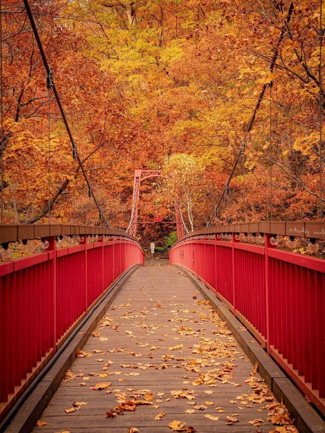 北海道秋季紅葉奇景 — 探索日本賞紅葉季的絕美勝地。