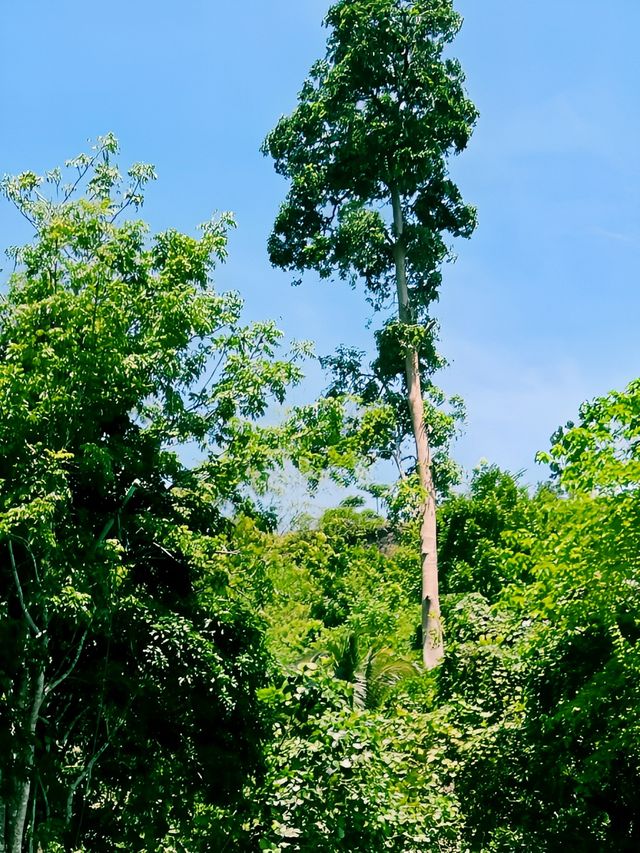 朱古力山同眼鏡猴等自然奇景,係潛水同海灘度假嘅理想地點。