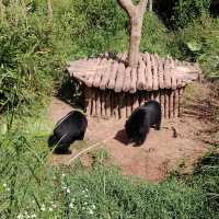 國家森林公園最自由的動物。