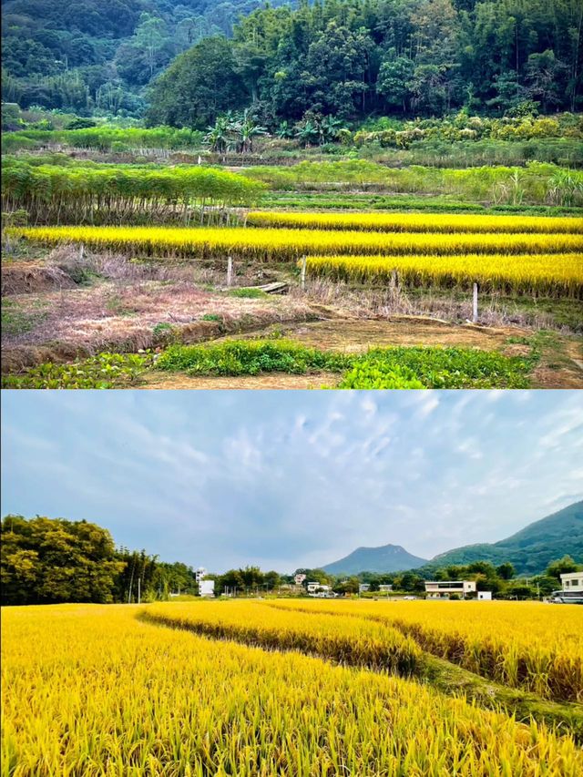 增城免費賞秋稻田喜洲同款喲！。