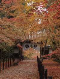 京都 秋日裡最美的寺廟庭院合集。