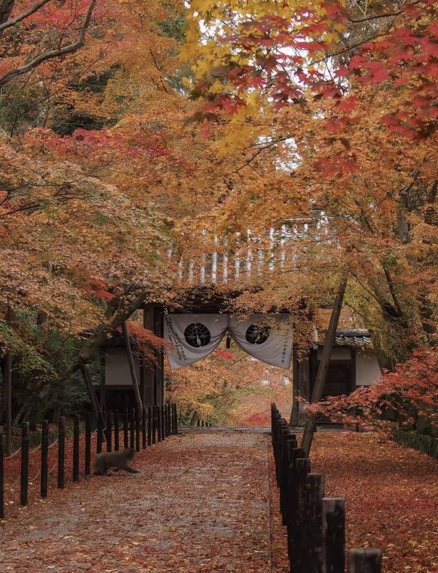 京都 秋日裡最美的寺廟庭院合集。