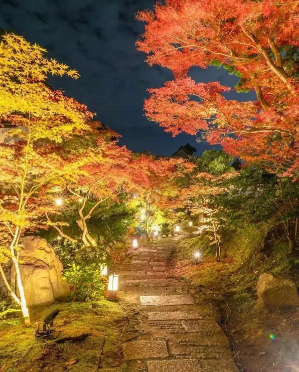 Explore Kyoto's Nighttime Autumn Foliage in 2023