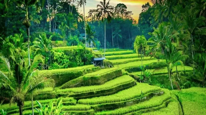 Ricefields Tegallalang