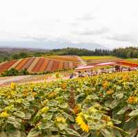 Exploring Hokkaido's Floral Wonderland and the Northernmost Point in Japan