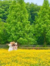 【三重】季節のお花が楽しめるハーブ園