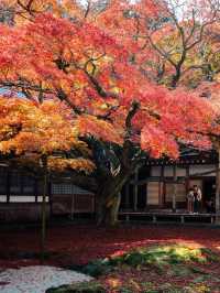 景點推薦：雷山千如寺——福岡紅葉名所與古老禪境