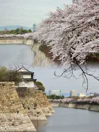 Osaka Castle in Full Bloom: A Spring time  Sakura Dream