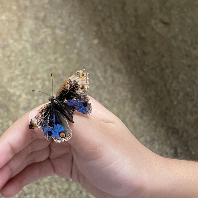 Feeling like a Butterfly @ entopia Penang