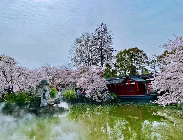 武漢東湖櫻花園賞櫻之行