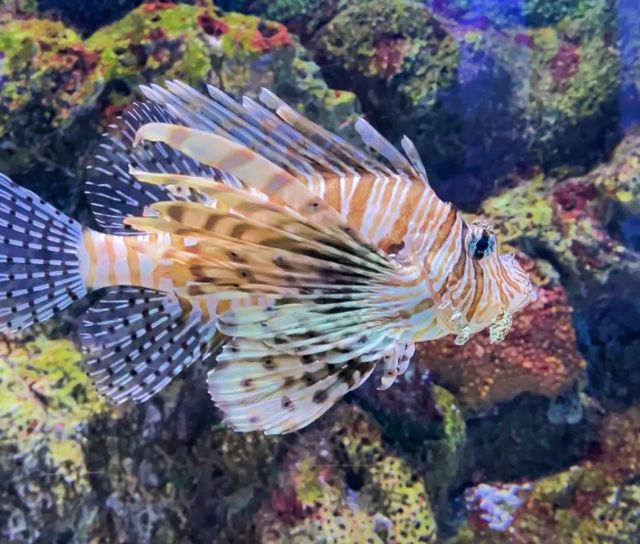 藍色夢幻之旅——大連老虎灘海洋公園。