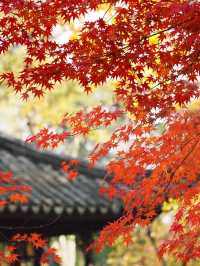 12月的棲霞山楓葉已經紅透了快衝