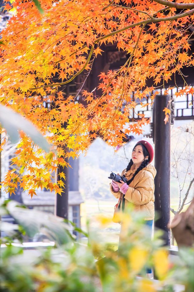 冬日奇遇！揚州瘦西湖的紅楓盛宴，美到犯規