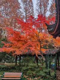 秋日限定美景：閘北公園楓葉紅了！