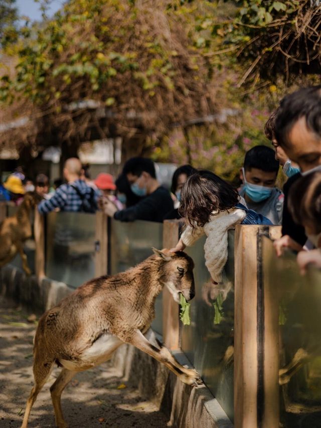 【廣州長隆】野生動物園兩日遊，與小動物親密接觸