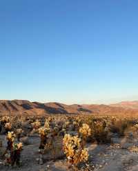 約書亞樹國家公園 | Joshua tree