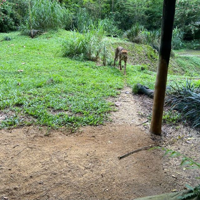 love the singapore zoo!