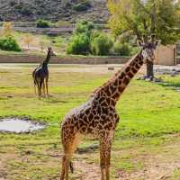 【馬來西亞國家動物園】近距離觀賞珍稀野生動物，獨一無二的體驗