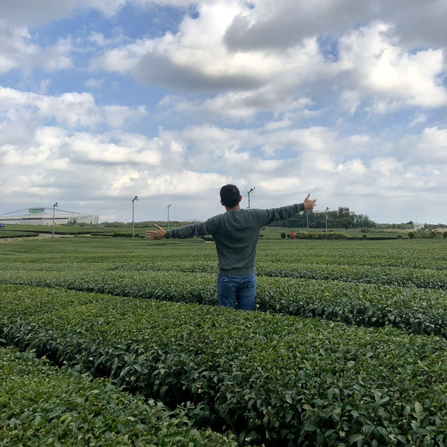 A Tea Lover’s Paradise: Explore O’Sulloc on Jeju Island 🇰🇷