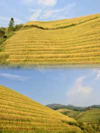 Golden Hues of Autumn: Exploring Longji Rice Terraces