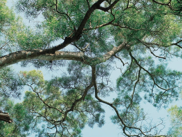 會同古村——珠海的「時光慢巷」