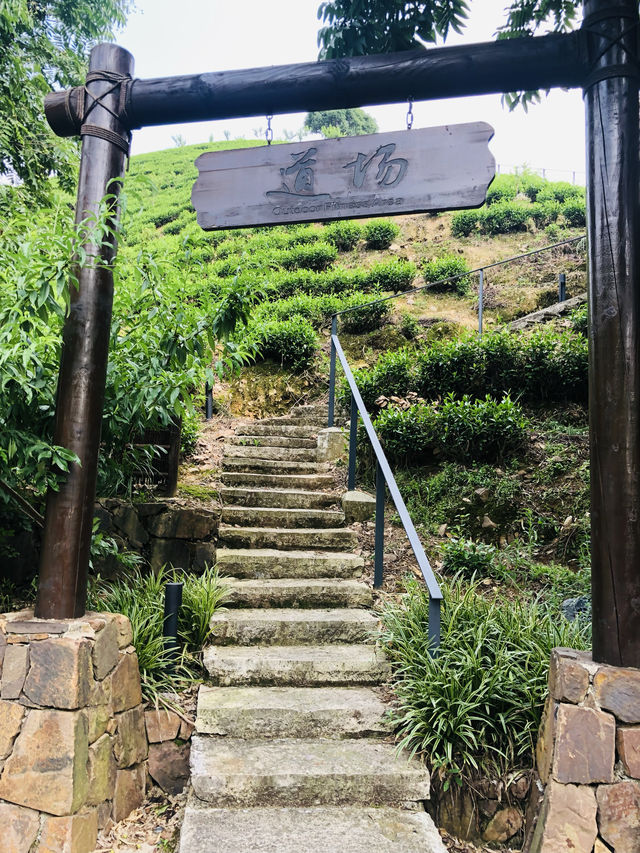 竹林茶園，如入幽谷—安吉老莊山居