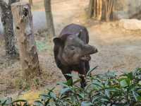 上海野生動物園一日遊花銷