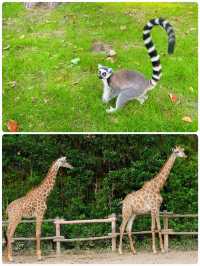 「瘋狂動物城」上海野生動物園走起。