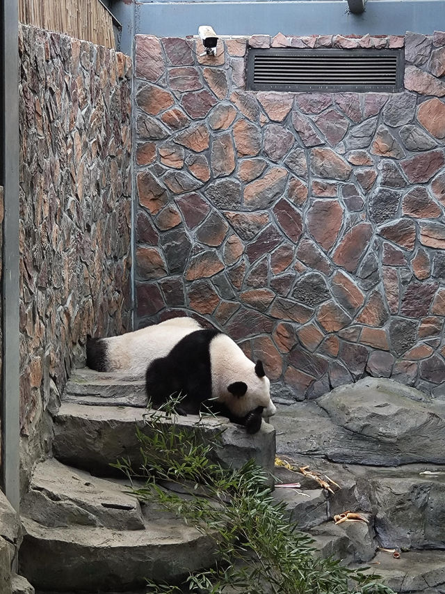 南京紅山動物園 | 誰還不知道動物園免費啦。