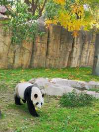 來上海野生動物園吧 這裡的熊貓寶寶超可愛。