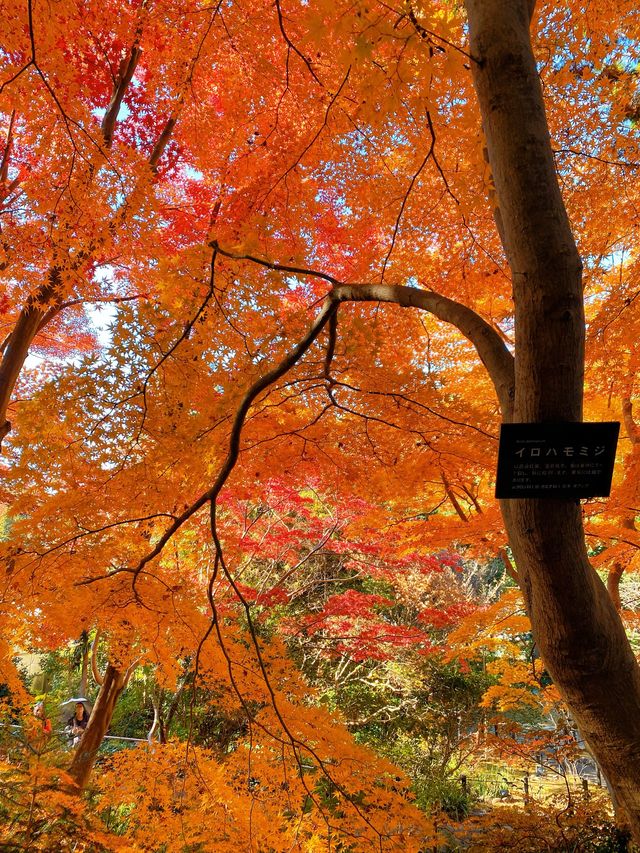 名古屋紅葉季