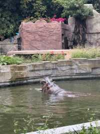 多次遊覽廣州動物園，為您總結的詳盡攻略來啦