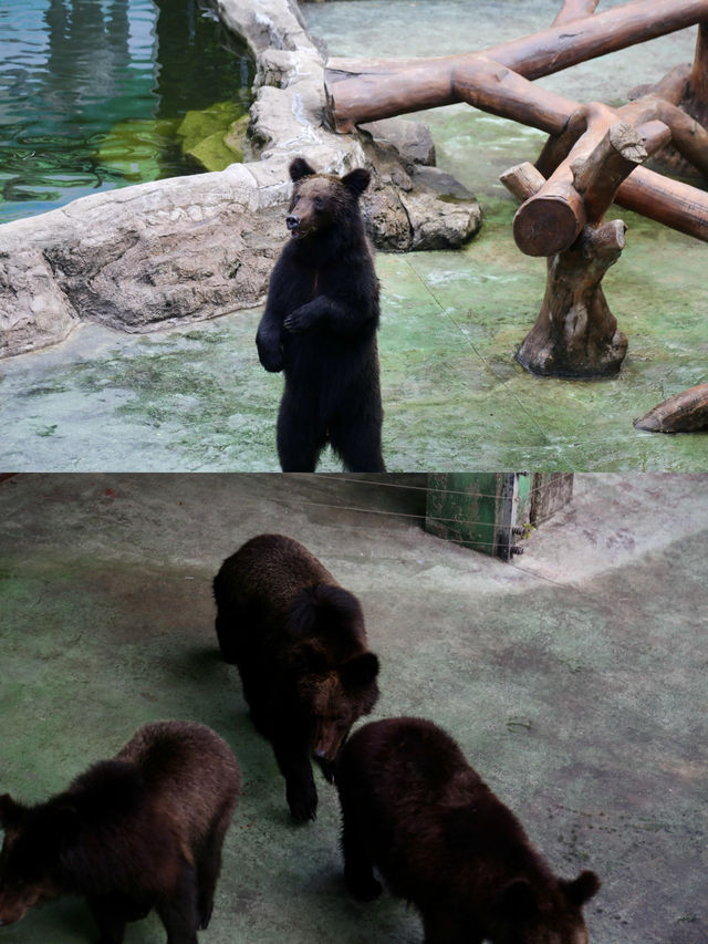 一場說走就走的野生動物之旅