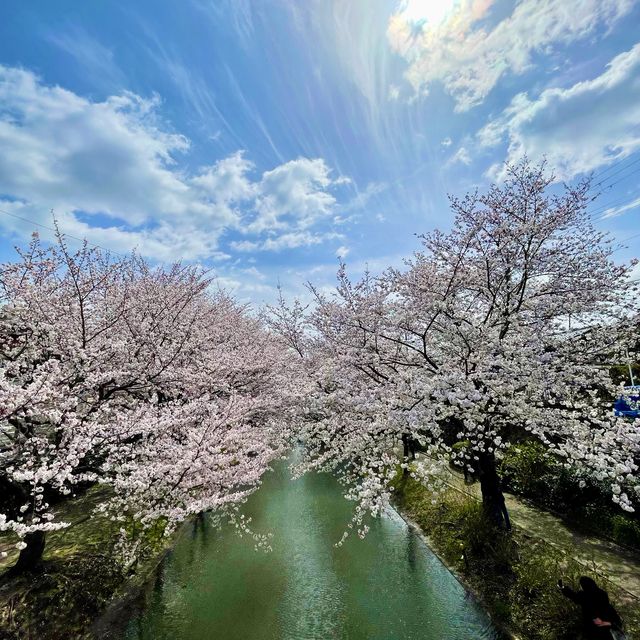 🇯🇵Stunning Place for Sakura in Kyoto🌸