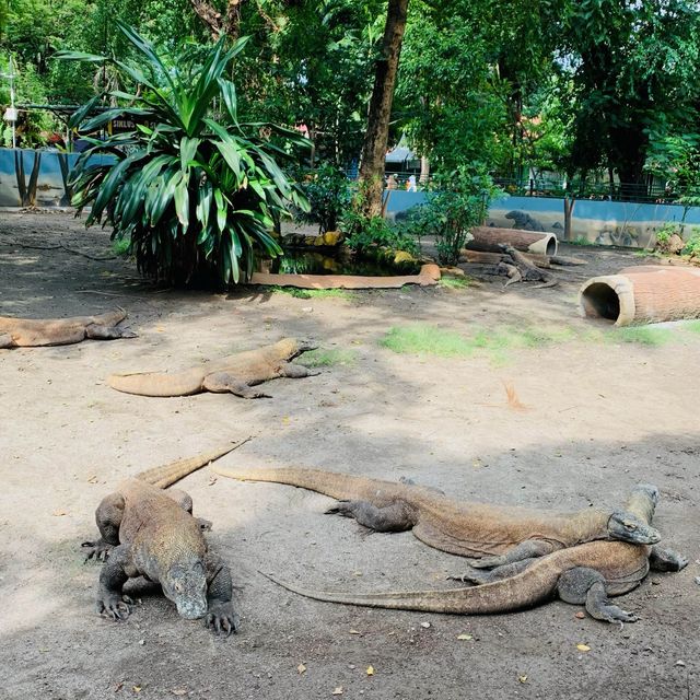 【スラバヤ/インドネシア】　見どころたっぷり“スラバヤ動物園”