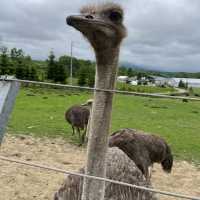 Niseko Ostrich Farm with fun aggressive birds, Niseko, Hokkaido 